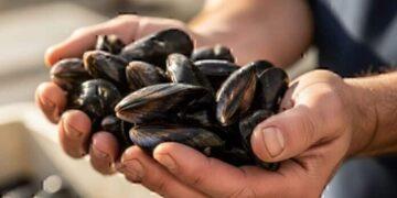 Cozze di Capodanno, ospedali a febbraio