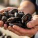 Cozze di Capodanno, ospedali a febbraio